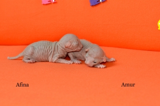 Amur & Afina, 1 Woche alt
