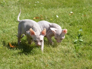 Links Afina, rechts Amur