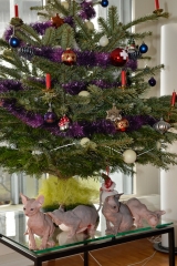 Unsere Kitten aus dem 4. Wurf beim Weihnachtsbaum